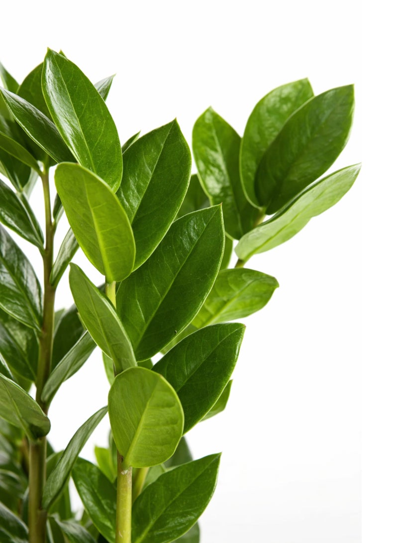 بلانت نبات زاميوكولكاس زاميفوليا الأخضر الداخلي (ارتفاع 20-30 سم) | نبات ZZ حي | نبات مثالي لتزيين المنزل والمكتب، يتحمل الإضاءة المنخفضة ولا يحتاج إلى عناية كبيرة. - Image 5